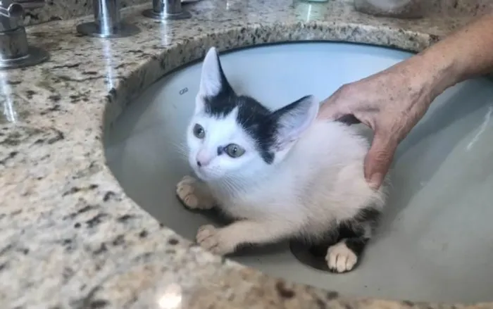 Gato ra a SRD-ViraLata idade 2 a 6 meses nome Mio bb2meses Linda 
