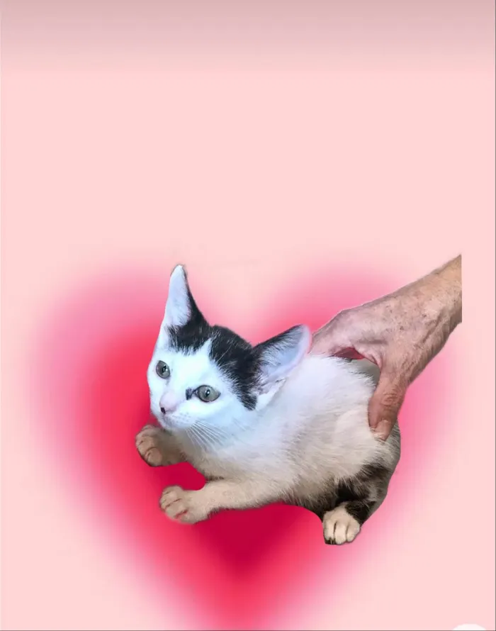 Gato ra a SRD-ViraLata idade 2 a 6 meses nome Mio bb2meses Linda 