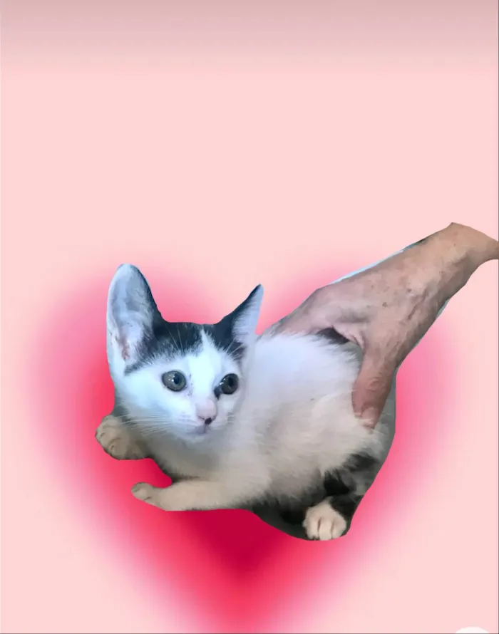 Gato ra a SRD-ViraLata idade 2 a 6 meses nome Mio bb2meses Linda 
