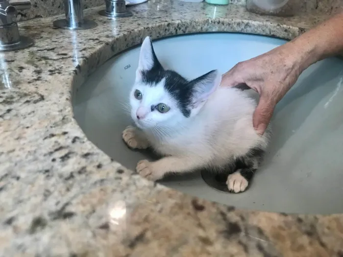 Gato ra a SRD-ViraLata idade 2 a 6 meses nome Mio bb2meses Linda 