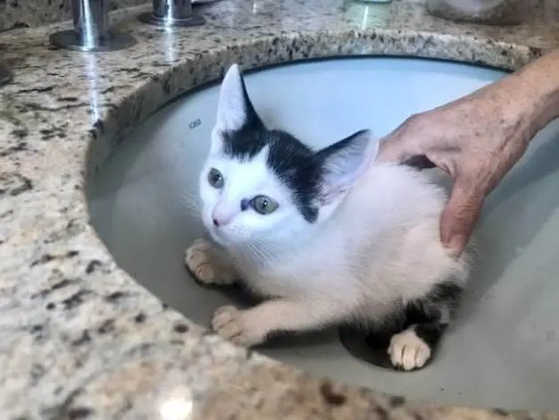 Gato ra a SRD-ViraLata idade 2 a 6 meses nome Mio bb2meses Linda 