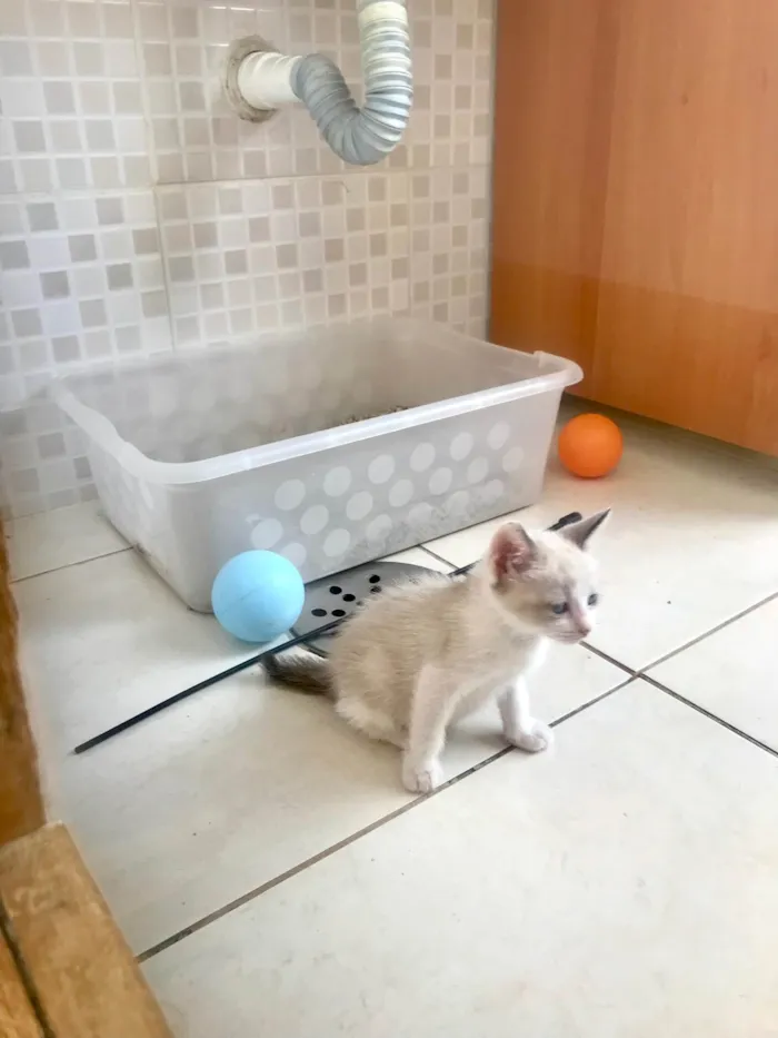 Gato ra a SRD-ViraLata idade 2 a 6 meses nome Bubby bb2meses 