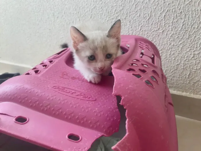 Gato ra a SRD-ViraLata idade 2 a 6 meses nome Bubby bb2meses 