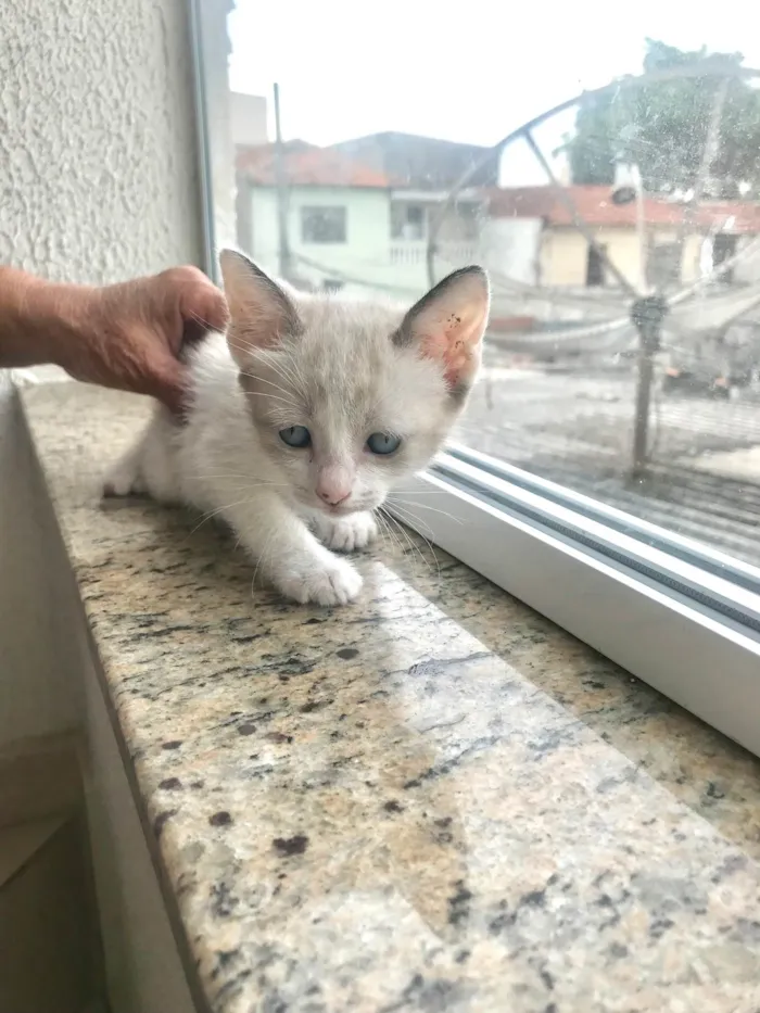 Gato ra a SRD-ViraLata idade 2 a 6 meses nome Bubby bb2meses 