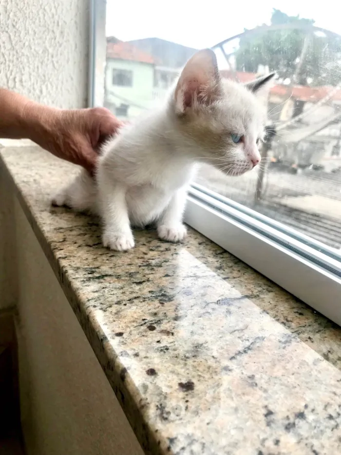 Gato ra a SRD-ViraLata idade 2 a 6 meses nome Bubby bb2meses 