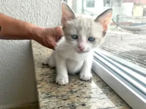 Gato raça SRD-ViraLata idade 2 a 6 meses nome Bubby bb2meses 