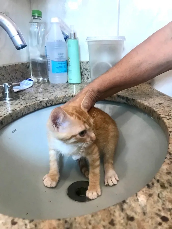 Gato ra a SRD-ViraLata idade 2 a 6 meses nome Momo bb2meses 
