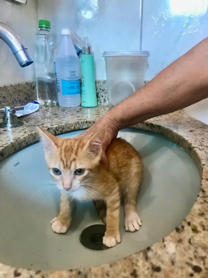 Gato ra a SRD-ViraLata idade 2 a 6 meses nome Momo bb2meses 