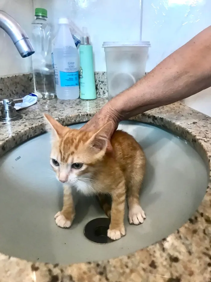 Gato ra a SRD-ViraLata idade 2 a 6 meses nome Momo bb2meses 
