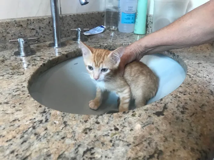 Gato ra a SRD-ViraLata idade 2 a 6 meses nome Momo bb2meses 
