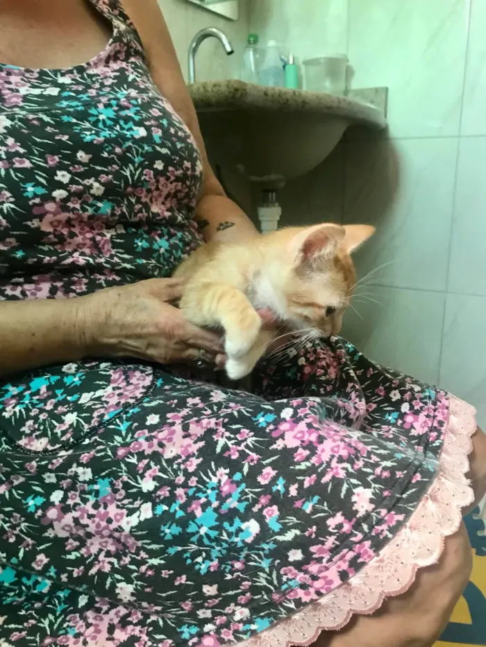 Gato ra a SRD-ViraLata idade 2 a 6 meses nome Momo bb2meses 