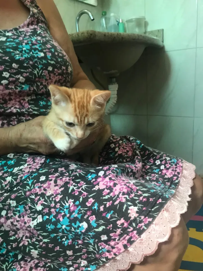 Gato ra a SRD-ViraLata idade 2 a 6 meses nome Momo bb2meses 