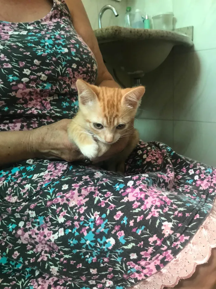 Gato ra a SRD-ViraLata idade 2 a 6 meses nome Momo bb2meses 