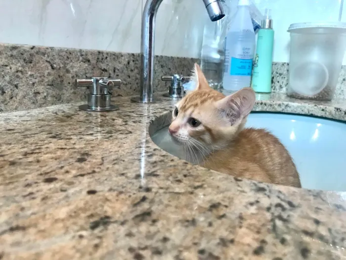 Gato ra a SRD-ViraLata idade 2 a 6 meses nome Momo bb2meses 