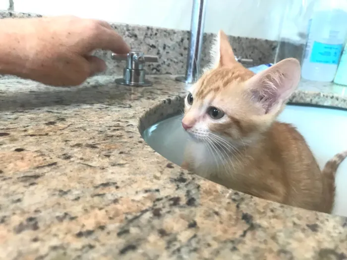 Gato ra a SRD-ViraLata idade 2 a 6 meses nome Momo bb2meses 