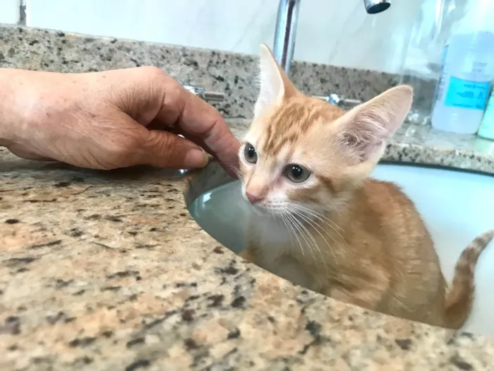 Gato ra a SRD-ViraLata idade 2 a 6 meses nome Momo bb2meses 