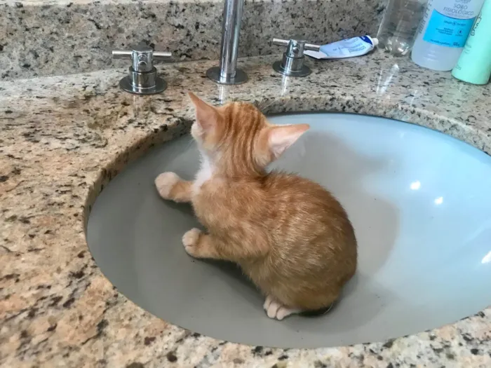 Gato ra a SRD-ViraLata idade 2 a 6 meses nome Momo bb2meses 