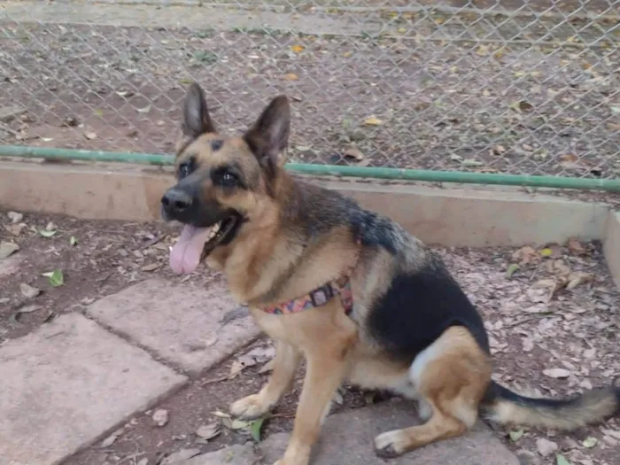 Cachorro ra a Pastora alema e pastor suiço branco idade 3 anos nome Dalí/Frida