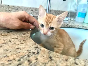 Gato raça SRD-ViraLata idade 2 a 6 meses nome Léo bb2meses 