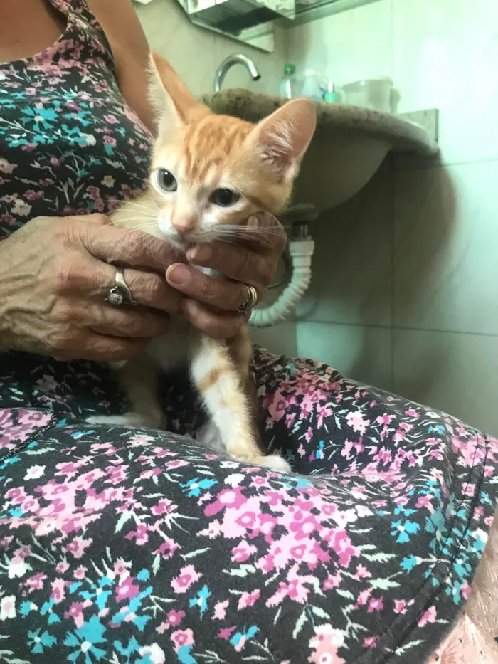 Gato ra a SRD-ViraLata idade 2 a 6 meses nome Léo bb2meses 