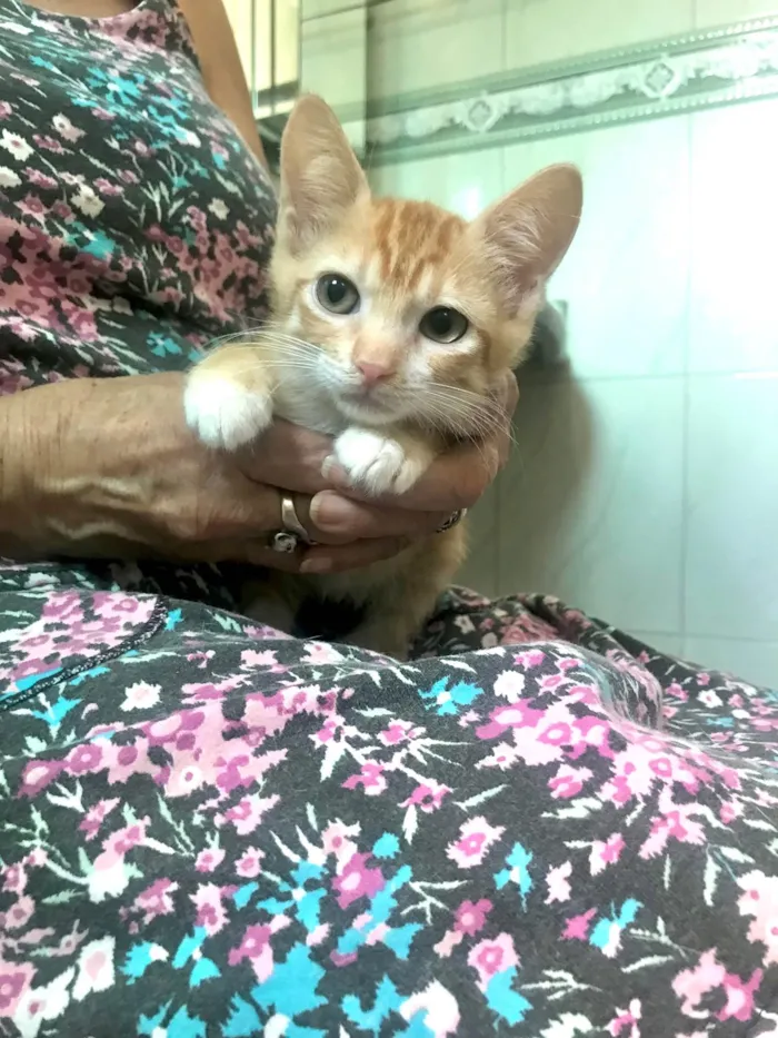 Gato ra a SRD-ViraLata idade 2 a 6 meses nome Léo bb2meses 
