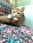 Léo bb2meses