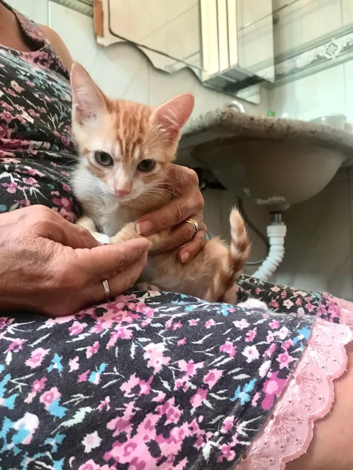 Gato ra a SRD-ViraLata idade 2 a 6 meses nome Léo bb2meses 