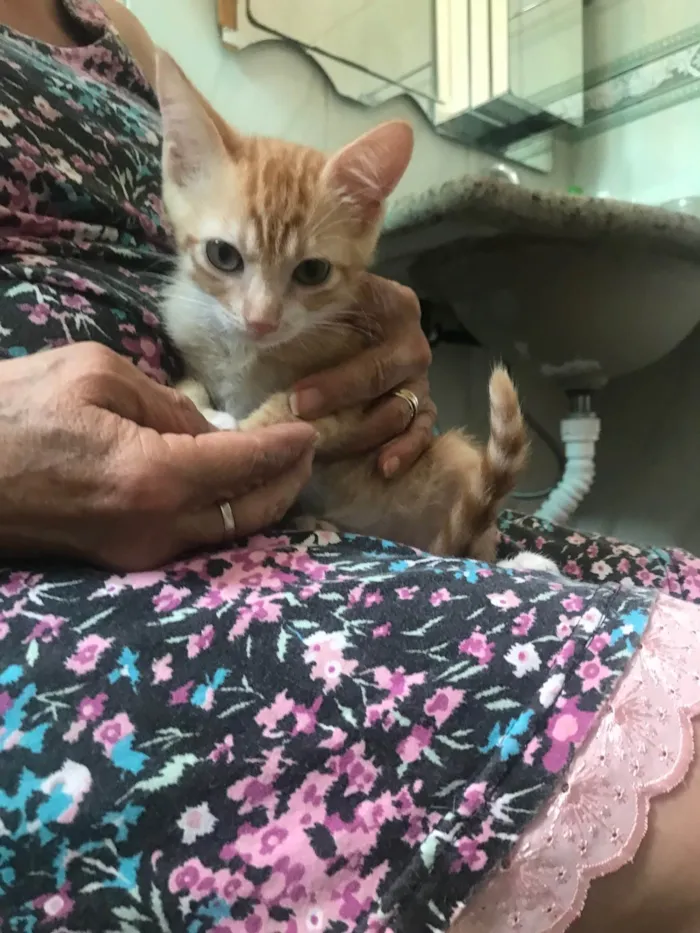 Gato ra a SRD-ViraLata idade 2 a 6 meses nome Léo bb2meses 