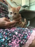Léo bb2meses