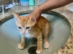 Gato raça SRD-ViraLata idade 2 a 6 meses nome Momo bb2meses 