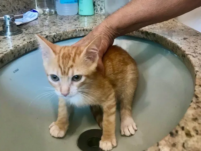 Gato ra a SRD-ViraLata idade 2 a 6 meses nome Momo bb2meses 