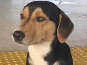 Cachorro raça Mestico  idade 7 a 11 meses nome Duke 