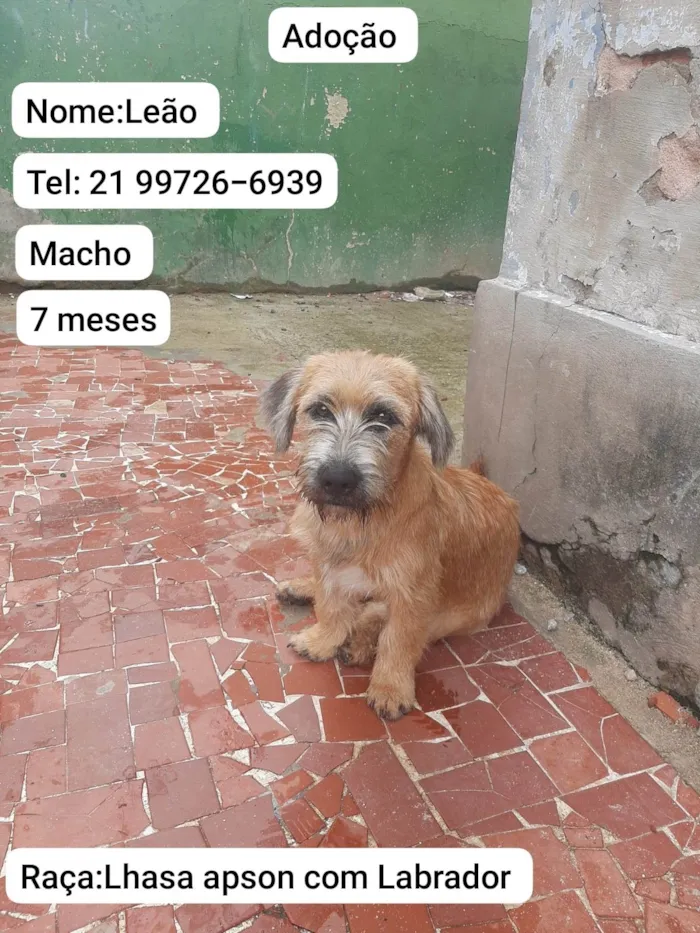 Cachorro ra a Lhasa Apso com labrador idade 7 a 11 meses nome LEÃO