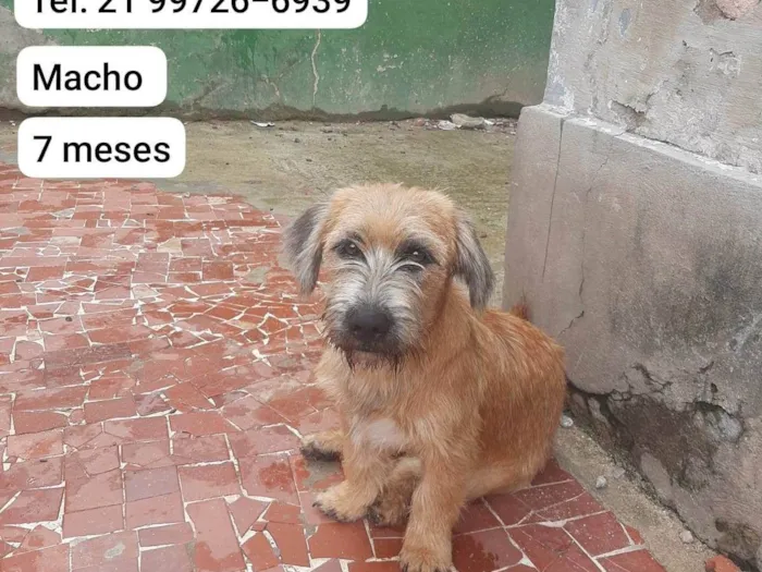 Cachorro ra a Lhasa Apso com labrador idade 7 a 11 meses nome LEÃO