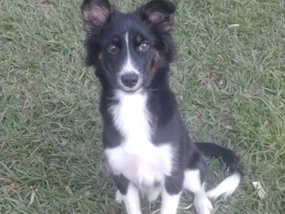 Cachorro raça Border Collie  idade 7 a 11 meses nome Timão 