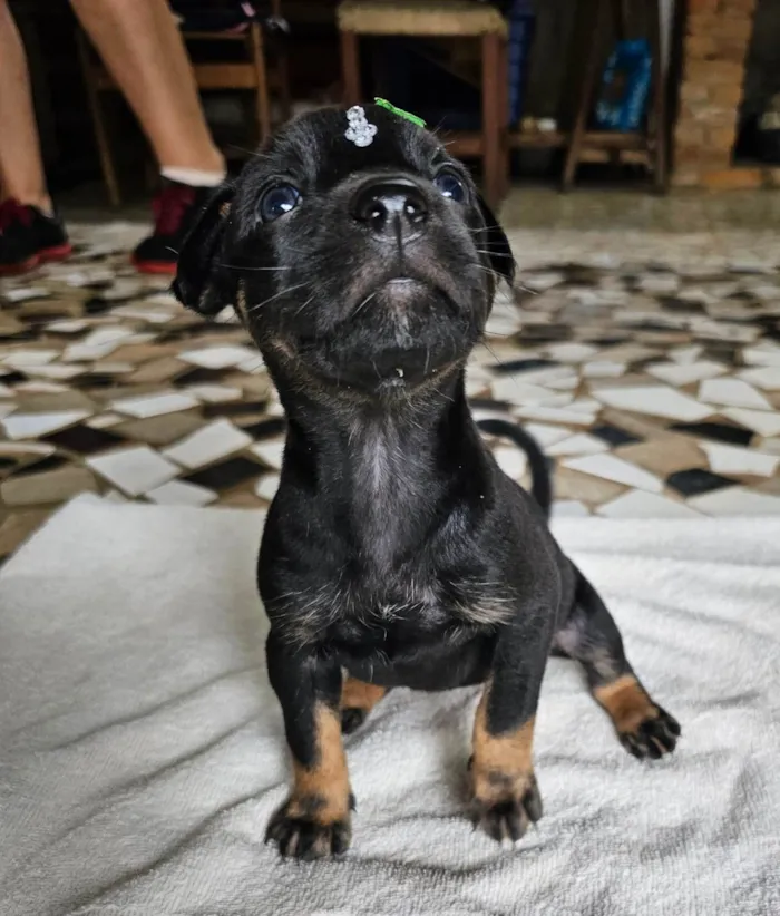 Cachorro ra a SRD-ViraLata idade Abaixo de 2 meses nome Frida