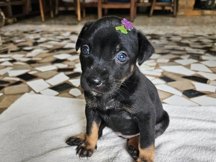 Cachorro ra a SRD-ViraLata idade Abaixo de 2 meses nome Frida