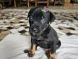 Frida