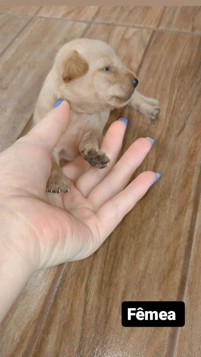 Cachorro ra a  idade Abaixo de 2 meses nome Vita lata 