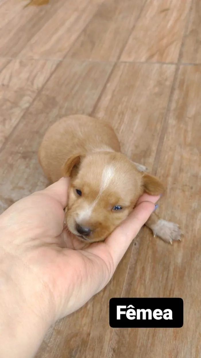 Cachorro ra a  idade Abaixo de 2 meses nome Vita lata 