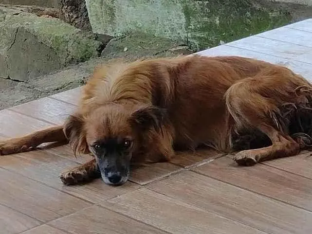 Cachorro ra a  idade Abaixo de 2 meses nome Vita lata 