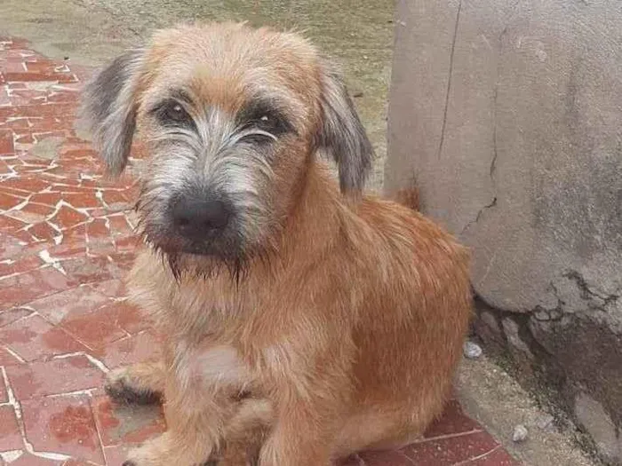 Cachorro ra a Lhasa Apso com labrador idade 7 a 11 meses nome LEÃO