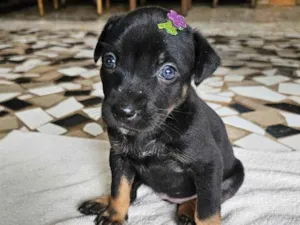 Cachorro raça SRD-ViraLata idade Abaixo de 2 meses nome Frida