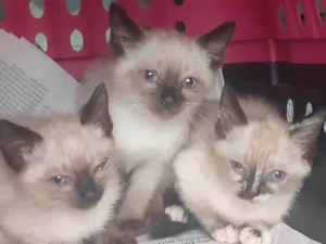 Gato raça SRD idade Abaixo de 2 meses nome Sem nome