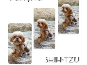 Cachorro raça Shitzu idade  nome BEMHU 