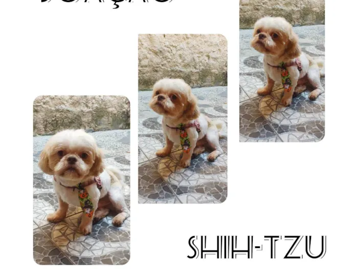 Cachorro ra a Shitzu idade  nome BEMHU 