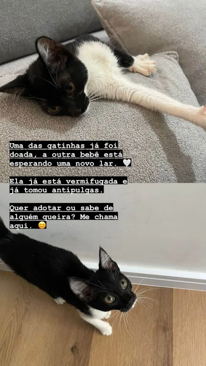 Gato ra a SRD-ViraLata idade 2 a 6 meses nome Mia