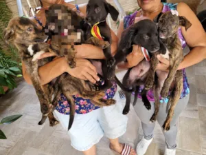 Cachorro raça SRD idade 2 a 6 meses nome Sem nome