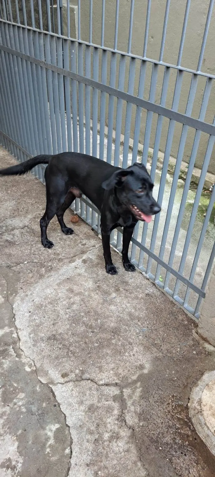 Cachorro ra a SRD-ViraLata idade 1 ano nome Luck