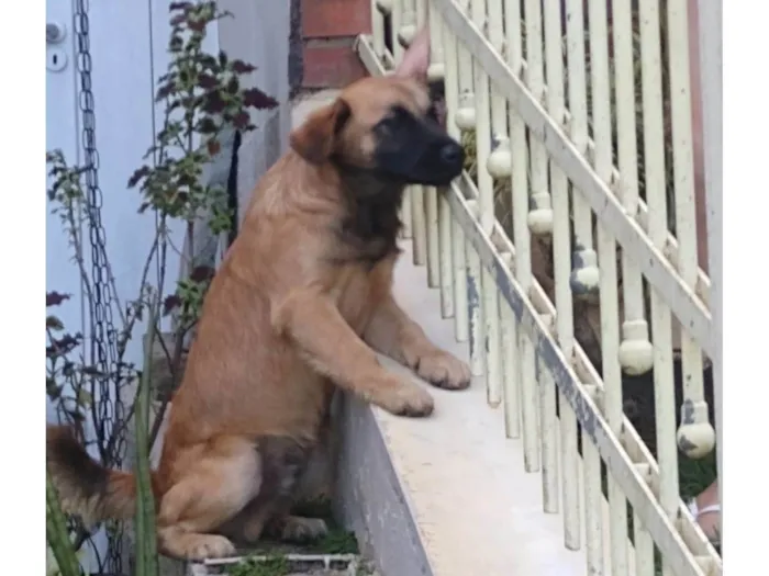 Cachorro ra a SRD-ViraLata idade 2 a 6 meses nome Champion